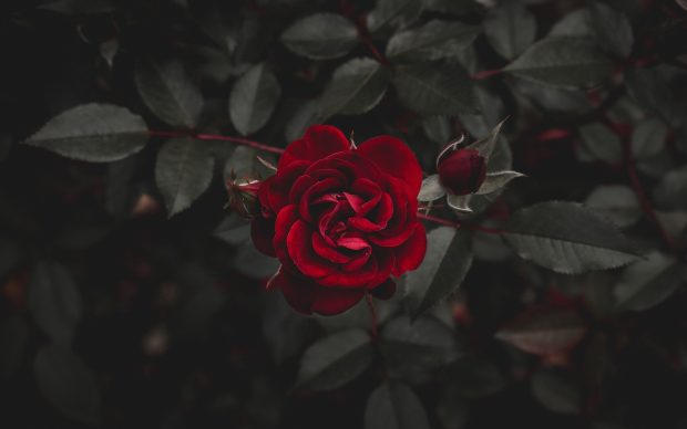 Red Rose Wallpaper HD.
