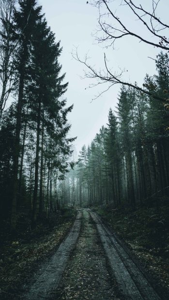 Road in Dark Forest Background HD.