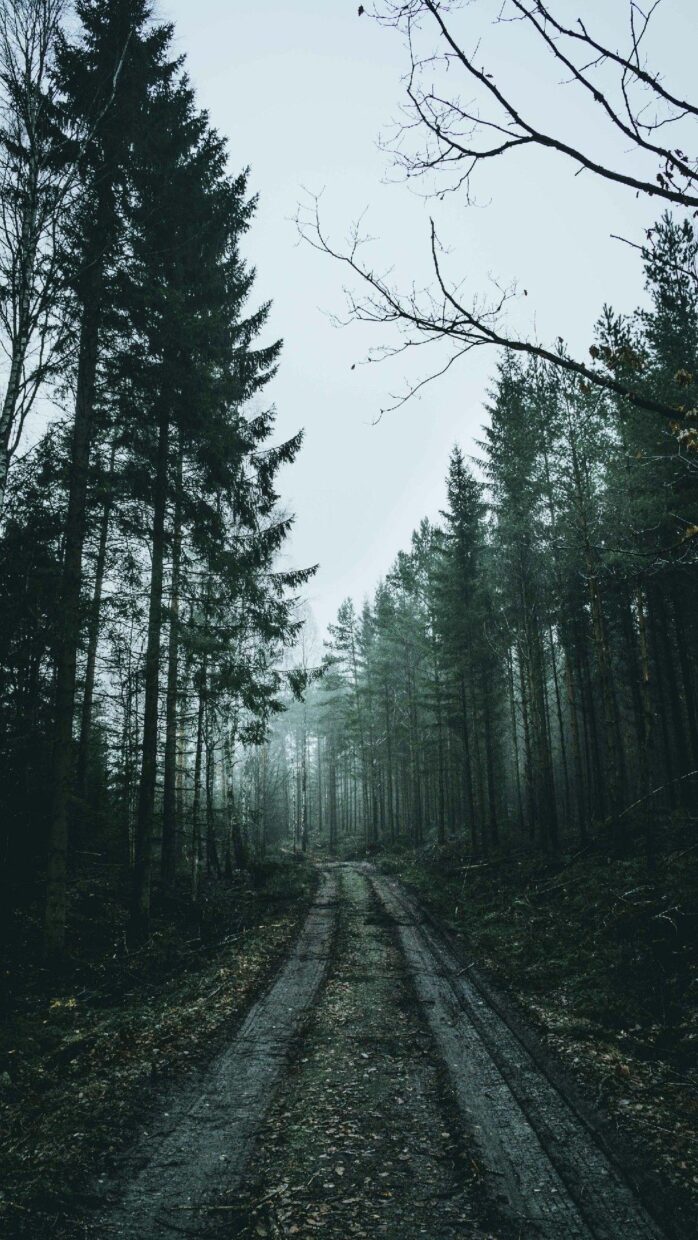 Dark Forest Backgrounds HD High Quality - PixelsTalk