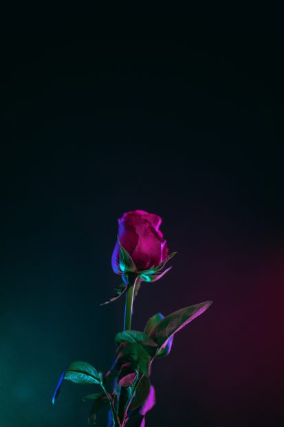 Rose Android Wallpapers HD.