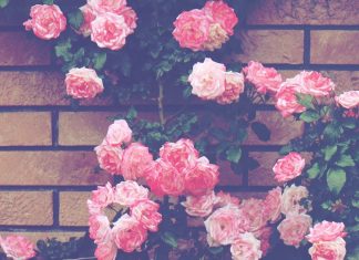 Rose Background Aesthetic.