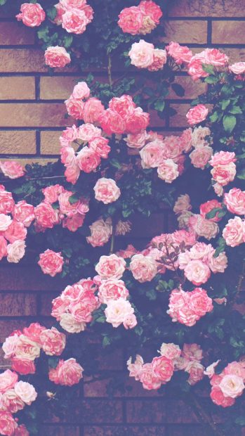 Rose Background Aesthetic.