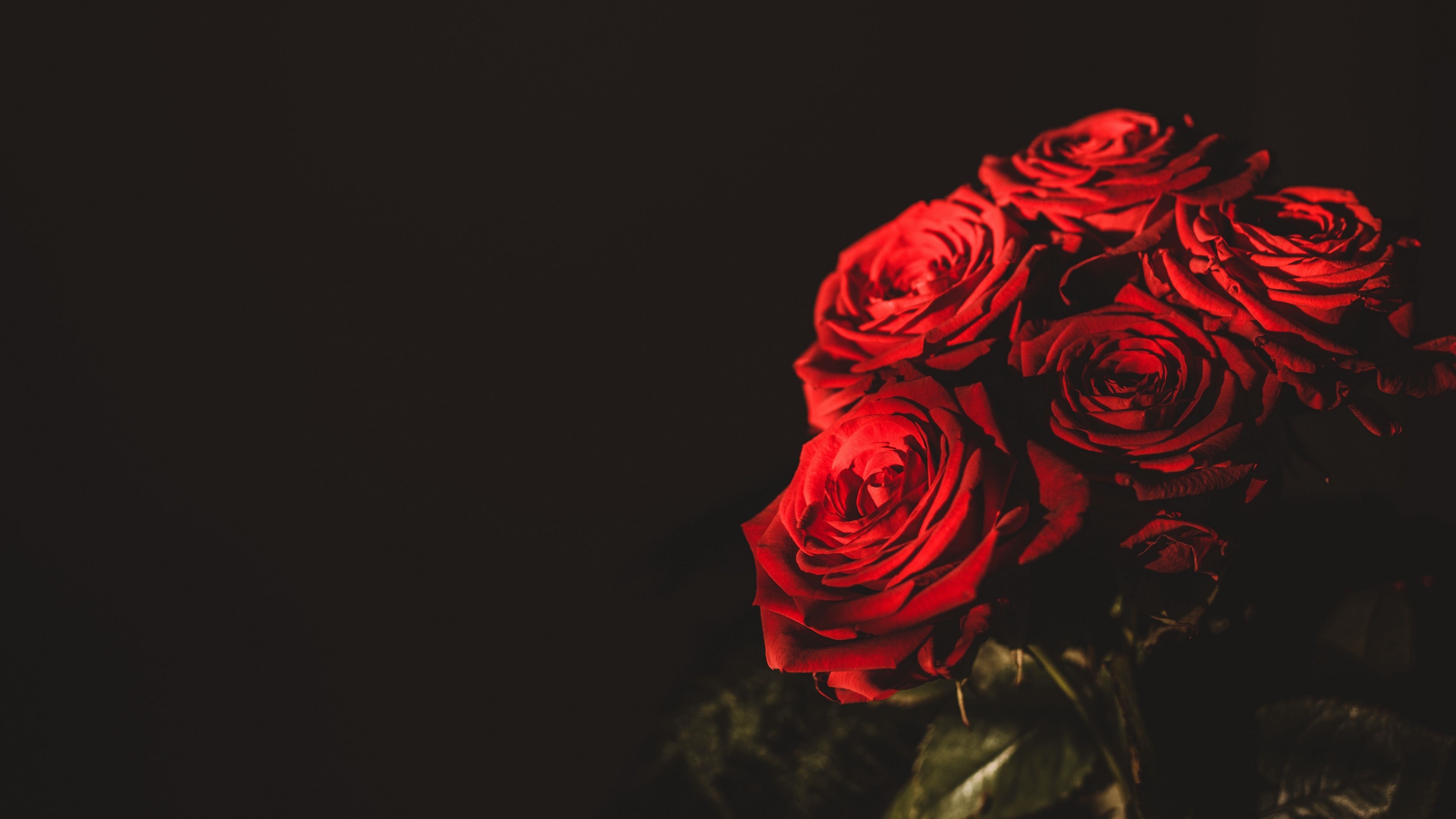 Rose HD Wallpapers - Top Best Ultra HD Rose Backgrounds Download