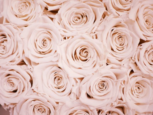 Rose Gold Cute Backgrounds Roses.