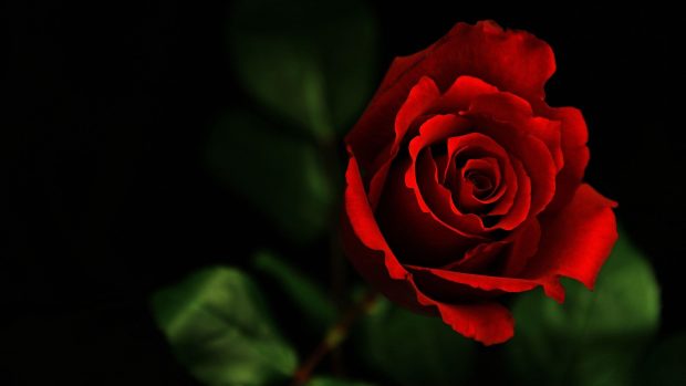 Rose HD Wallpaper.