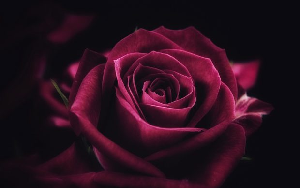 Rose Image Free Download.