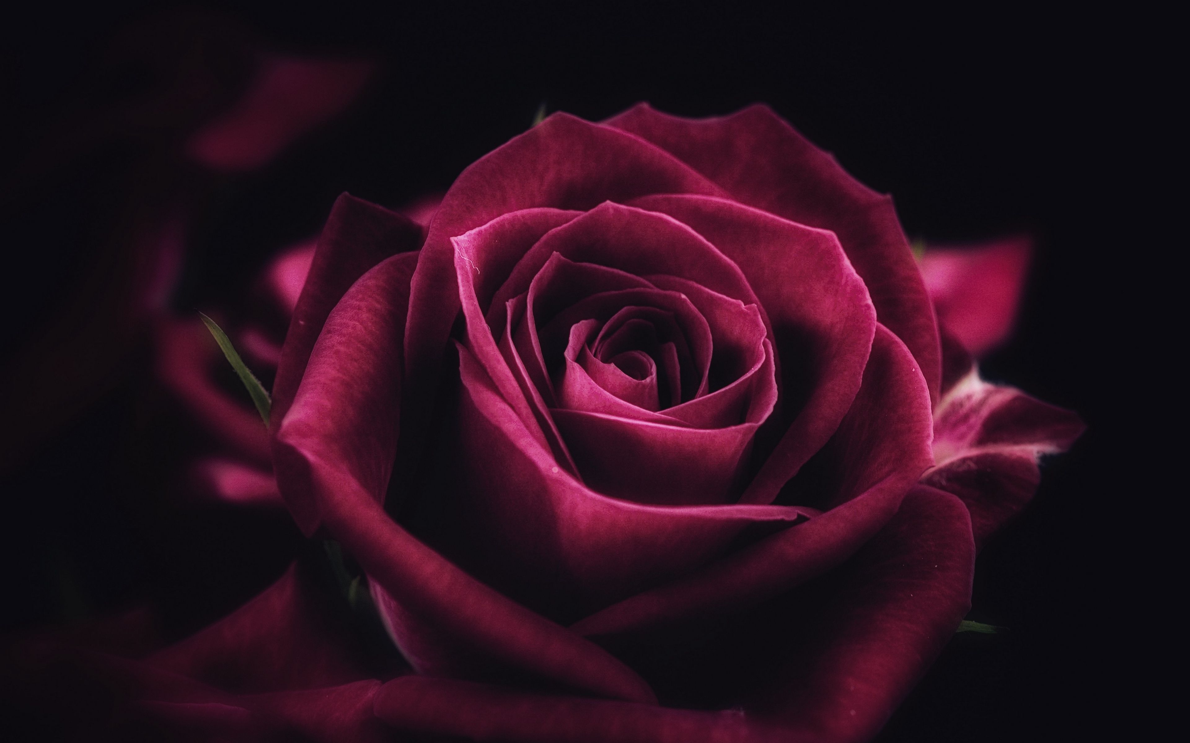 Rose HD Wallpapers Free download