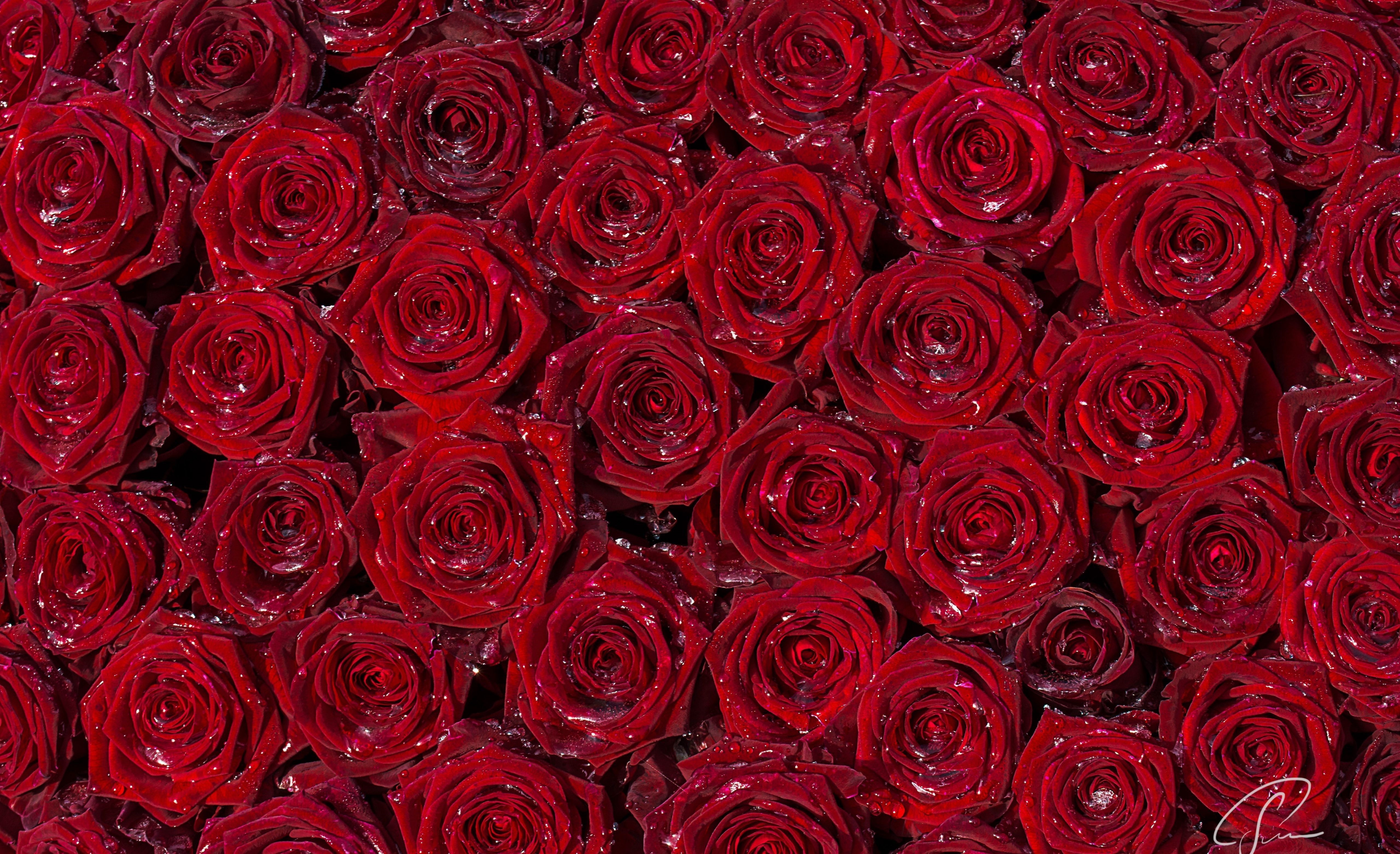 Rose HD Wallpapers Free download 