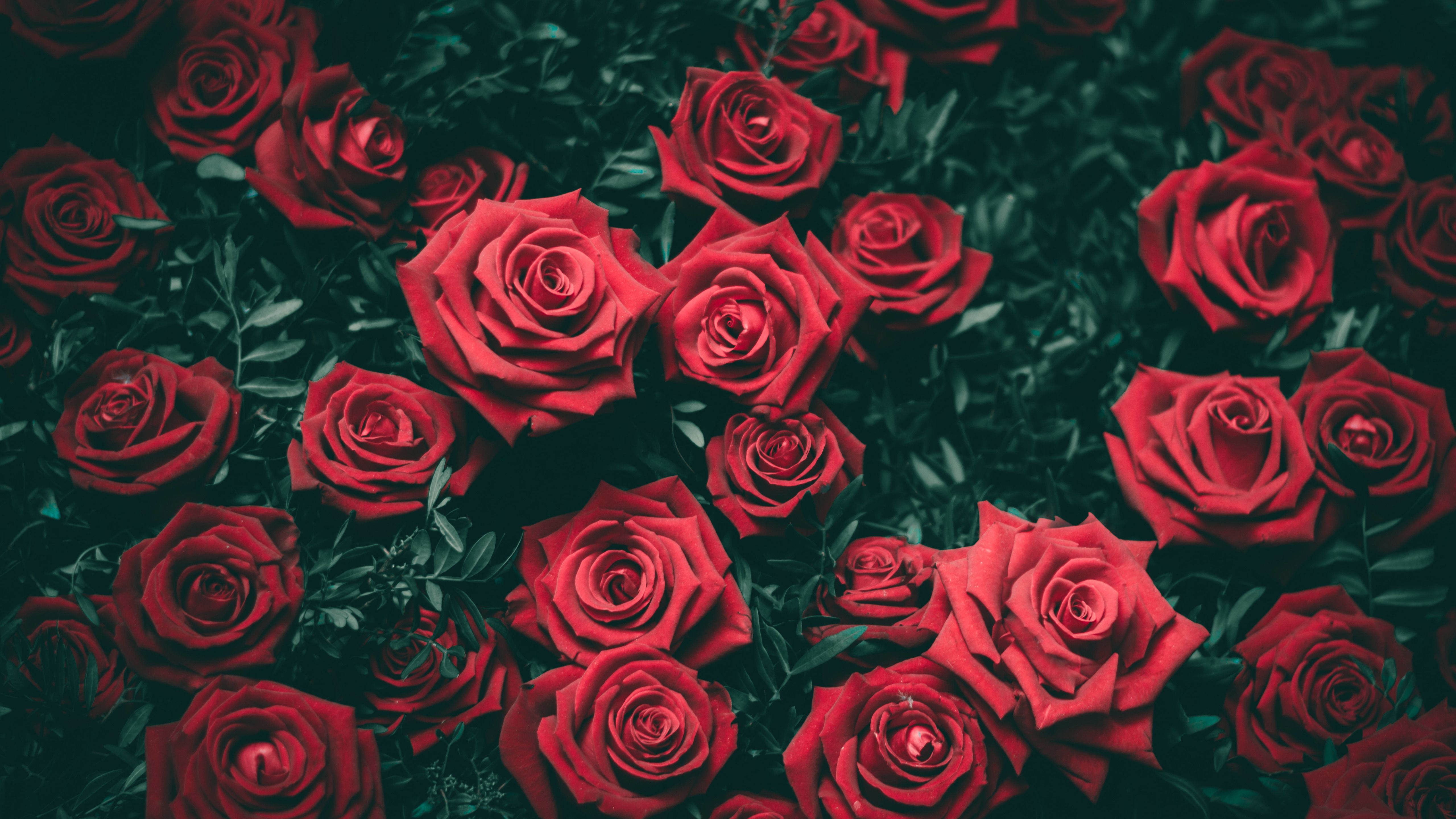 Rose Hd Wallpapers Free Download