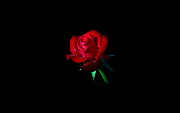 Rose Wide Screen Wallpaper.