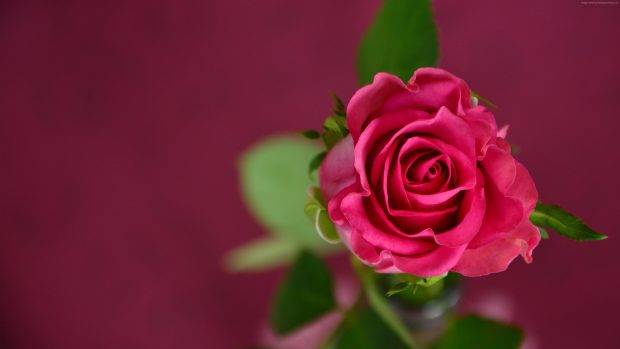 Roses 4K Flower Backgrounds.