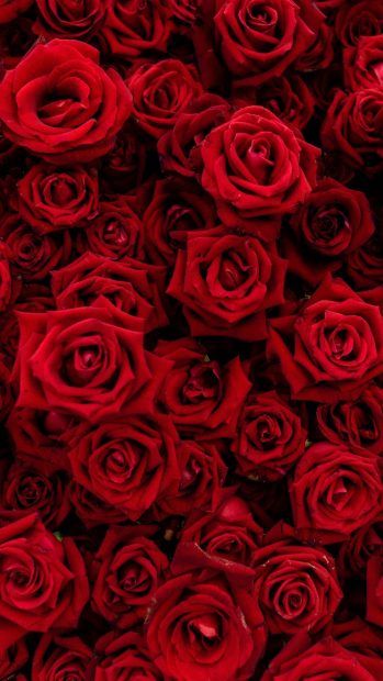 Roses Cute Red Backgrounds.
