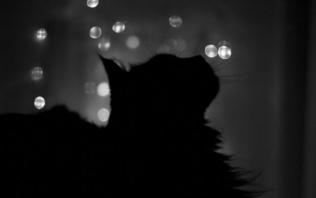 Sad Black Cat Wallpaper HD.
