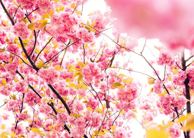 Sakura Desktop Wallpaper.