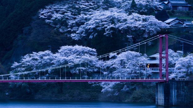 Sakura HD Wallpaper Free download.