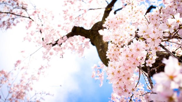 Sakura Wallpaper Computer.