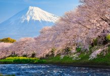 Sakura Wallpaper Free Download.