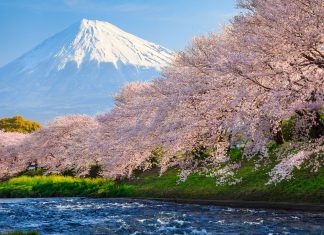 Sakura Wallpaper Free Download.