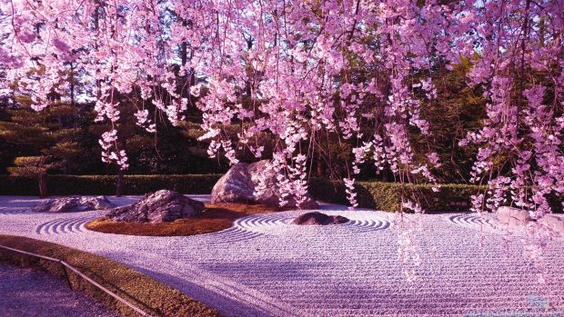 Sakura Wallpaper High Quality.