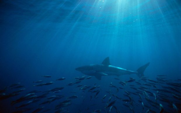 Shark HD Wallpaper.