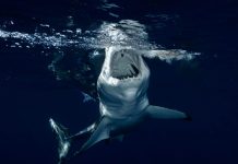 Shark HD Wallpaper Free download.