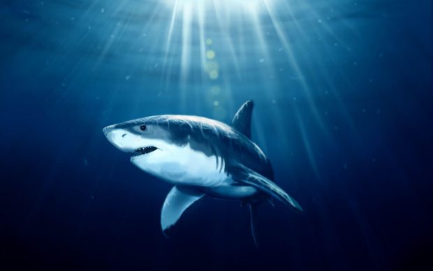 Shark Wallpaper HD.