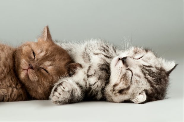 Sleep Kitten Wallpaper HD.