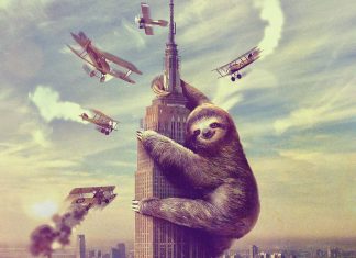 Sloth HD Wallpaper Free download.