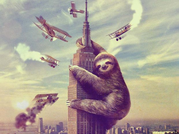 Sloth HD Wallpaper Free download.
