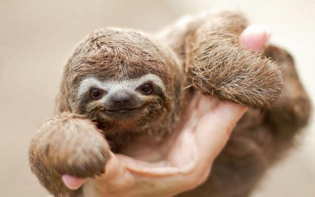 Sloth Wallpaper Free Download.