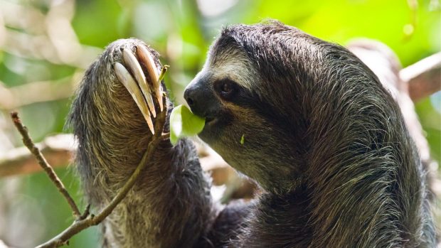 Sloth Wallpaper HD Free download.