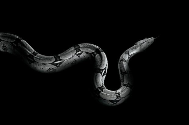 Snake Desktop Wallpaper.