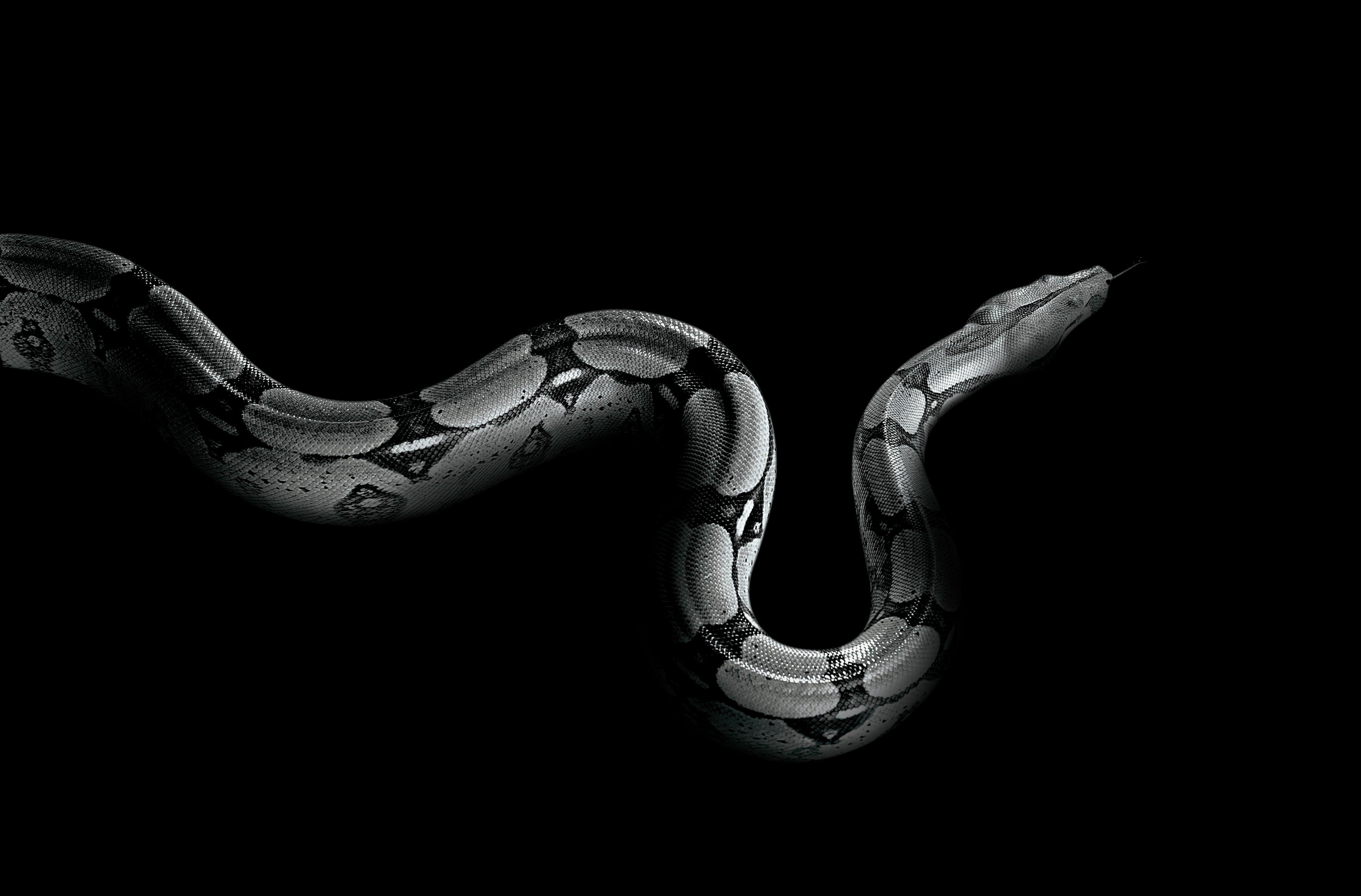Dark Snake iPhone Wallpapers Free Download