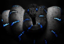 Snake HD Wallpaper Free download.