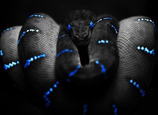 Snake HD Wallpaper Free download.