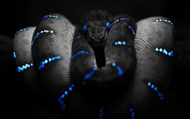 Snake HD Wallpaper Free download.