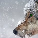 Snow Background HD Free download.