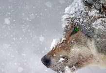 Snow Background HD Free download.