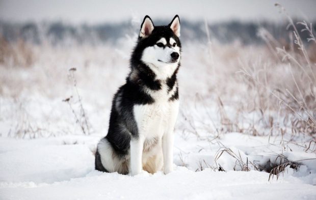 Snow Husky Wallpaper HD.