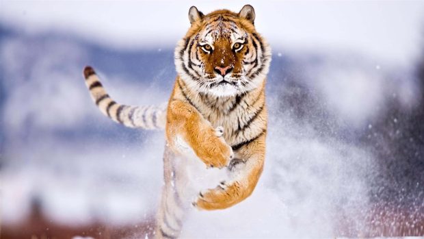 Snow Tiger Wallpaper HD.