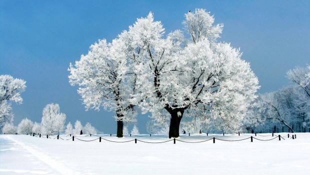 Snow Wallpaper HD Free download.