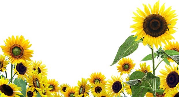 Sunflower Desktop Wallpaper.