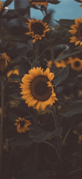 Sunflower Iphone 11 Wallpaper HD.