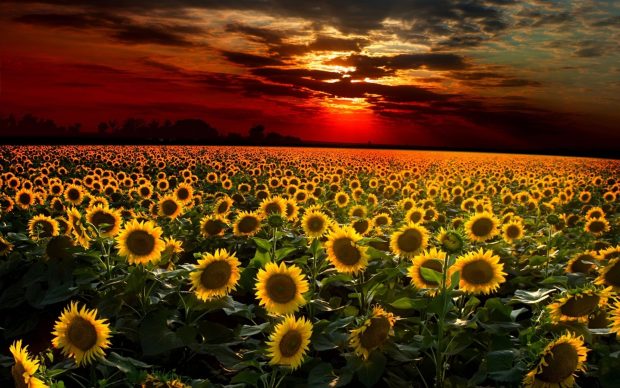 Sunflower Wallpaper Computer.