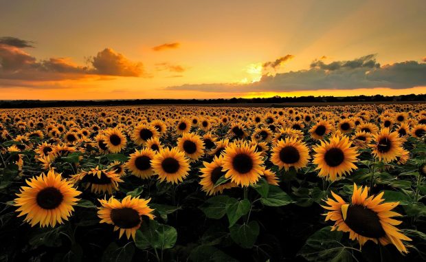 Sunflower Wallpaper Free Download.