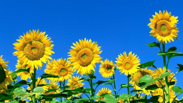 Sunflower Wallpaper HD Free download.