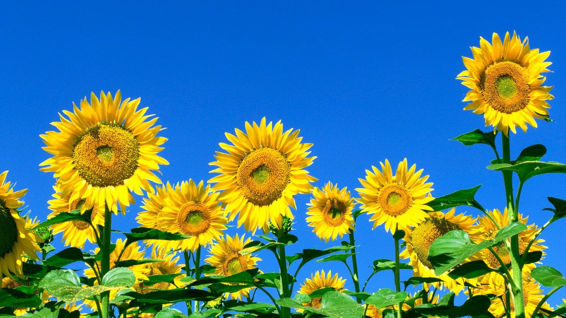 Free Download Sunflower Wallpapers HD 