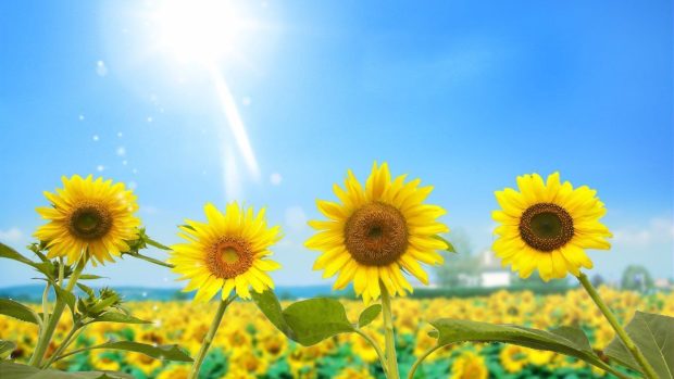 Sunflower Wallpaper High Quality.