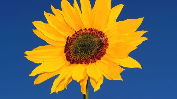 Sunflowers Desktop Wallpaper.