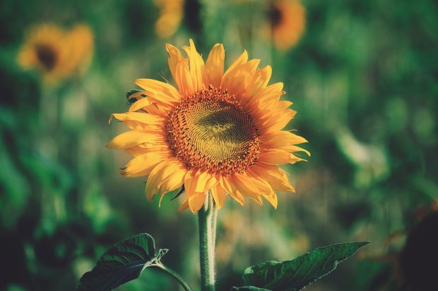 Sunflowers HD Wallpaper.